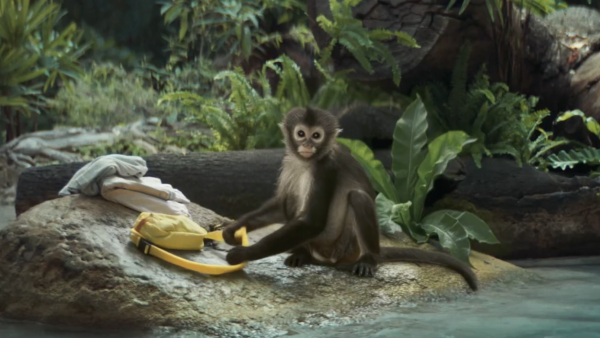 monkey centraal beheer